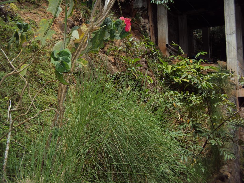 Araliya Home Stay Kandy Buitenkant foto